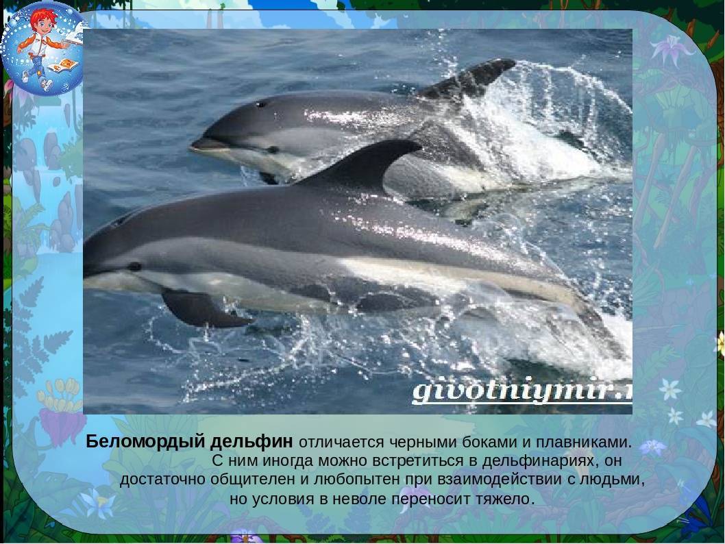 Узнаем как размножаются дельфины? первые дни жизни детенышей морских красавцев