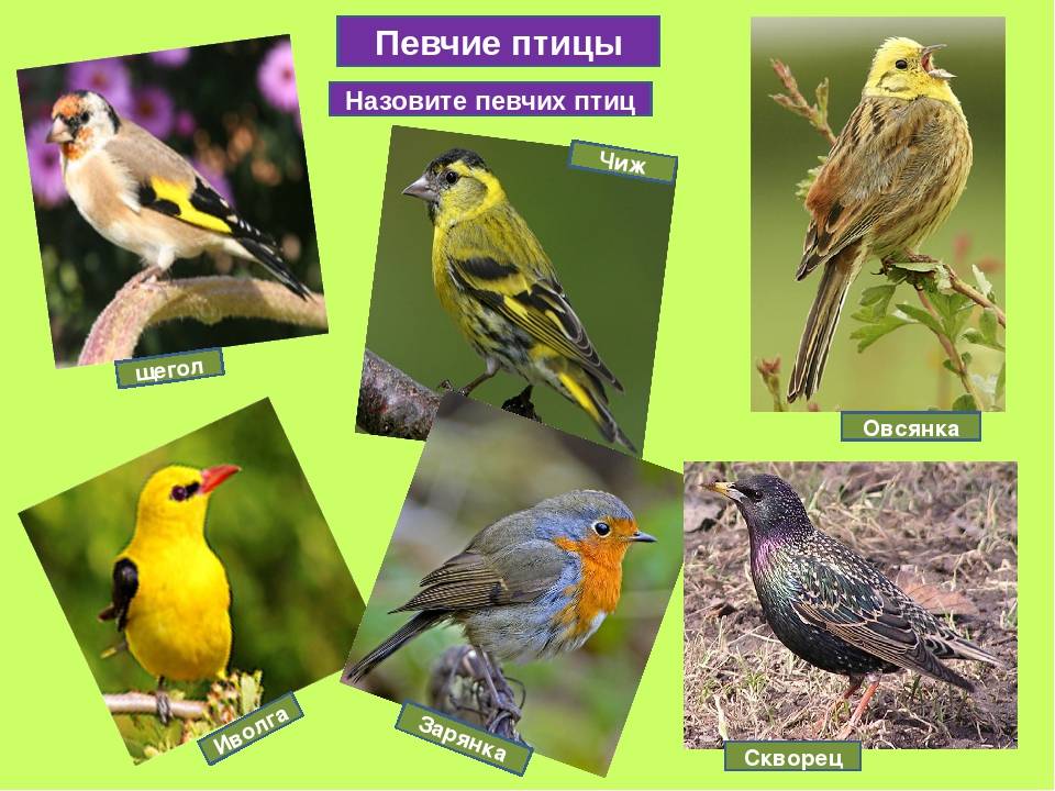 Птицы ленинградской области - фото, названия и описания (каталог)