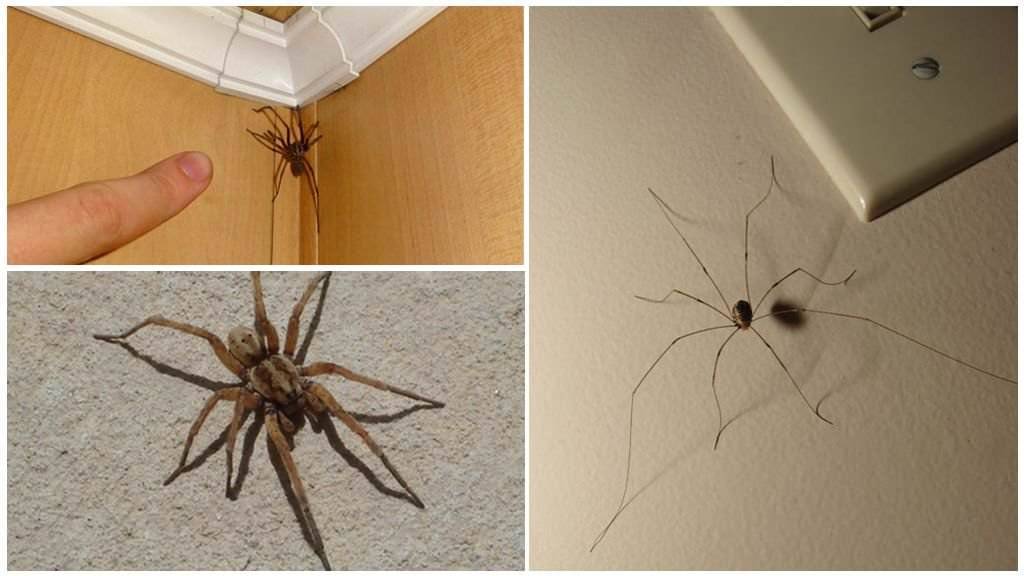 Беспокоят пауки в квартире? мы знаем что делать!