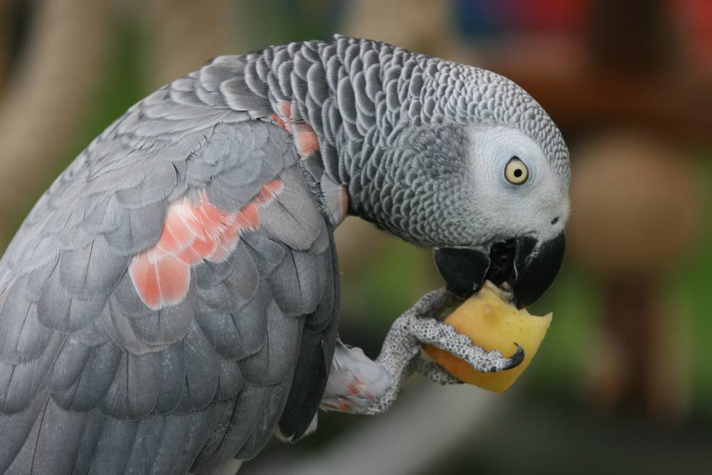 Говорящий попугай жако: обучение словам и фразам