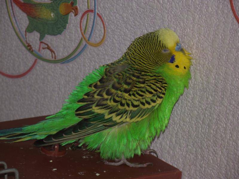 Воспаление зоба у волнистого попугая | блог ветклиники "беланта"