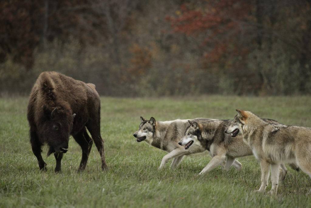 Что делать, если встретил волка в лесу: 13 советов по выживанию