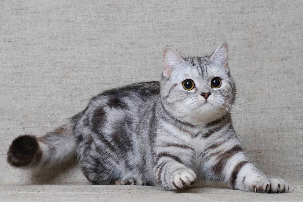 Скоттиш-страйт - милое и нежное создание в вашем доме - мир кошек