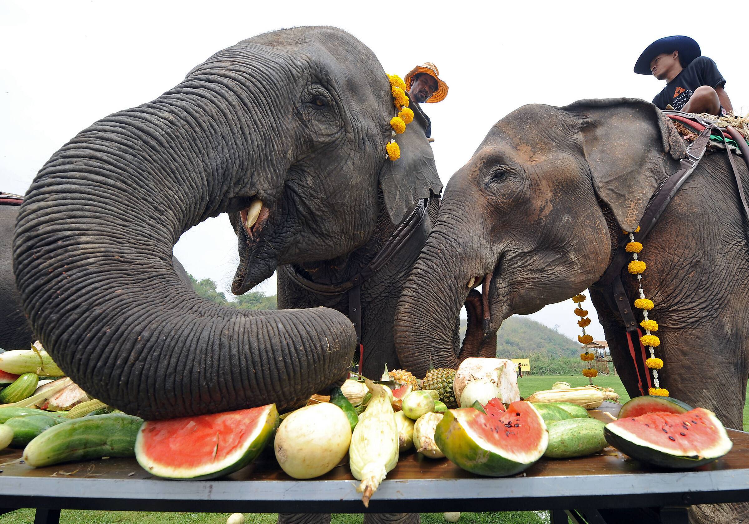 Что едят слоны