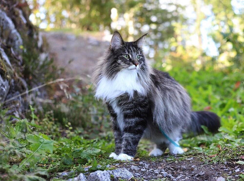 Норвежская лесная кошка: описание породы великолепных котов с королевской шерстью