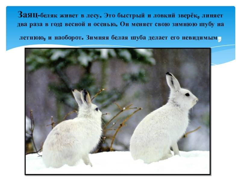 Все о размножении зайцев: слепыми или зрячими рождаются, как выглядят зайчата, кто такие листопадники
