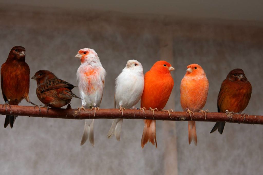 Содержание певчих попугаев | наши лучшие друзья