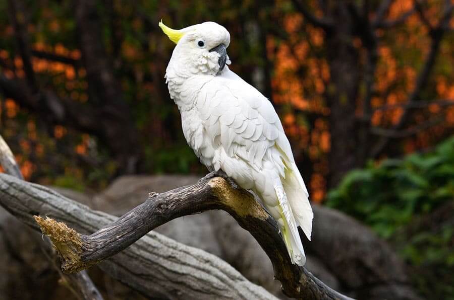 Черный пальмовый какаду — яркая и необычная птица | pet7