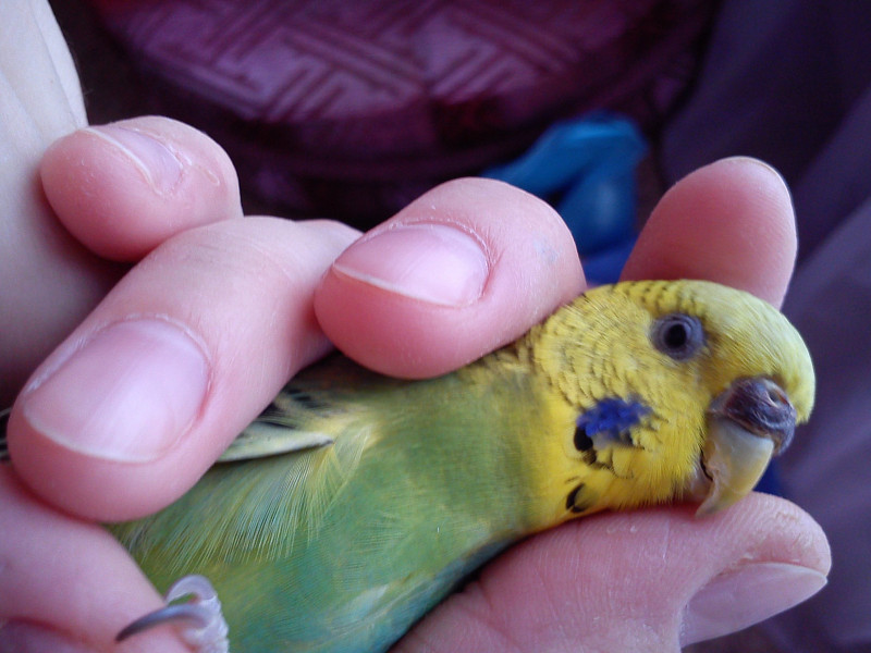 Болезни восковицы у волнистого попугая: сухая, нарост, шелушится, потемнела