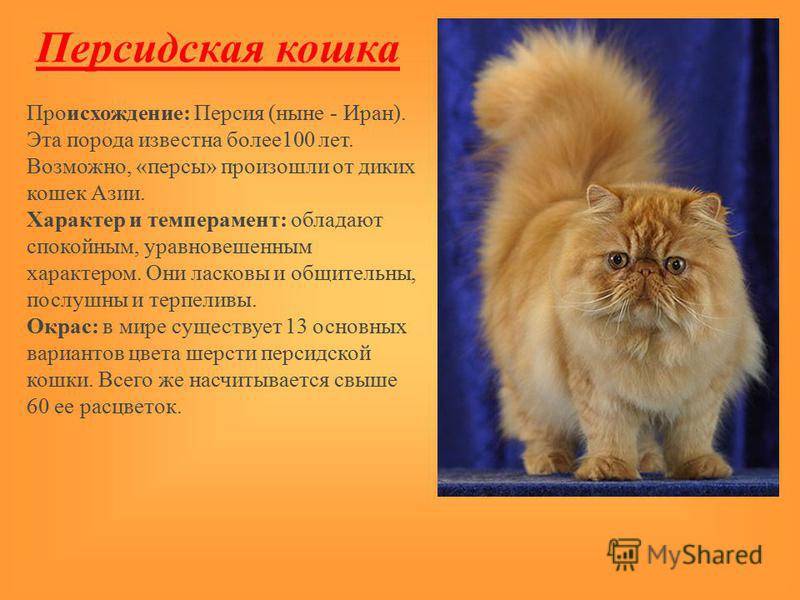 Порода кошек персидская, разновидности персидской длинношерстной кошки
