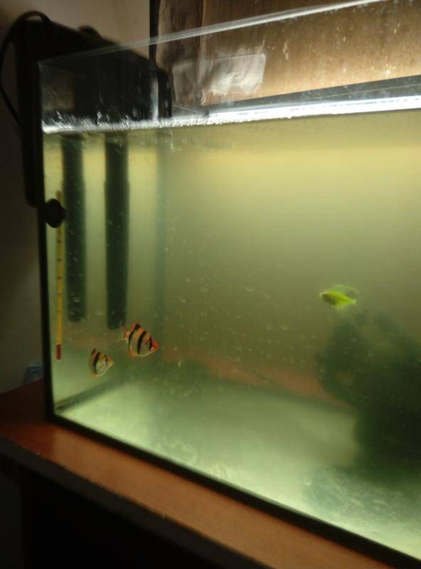 Мутнеет вода в аквариуме: почему быстро мутнеет или пахнет после подмены и какие причины, как устранить на второй день и отзывы об этом