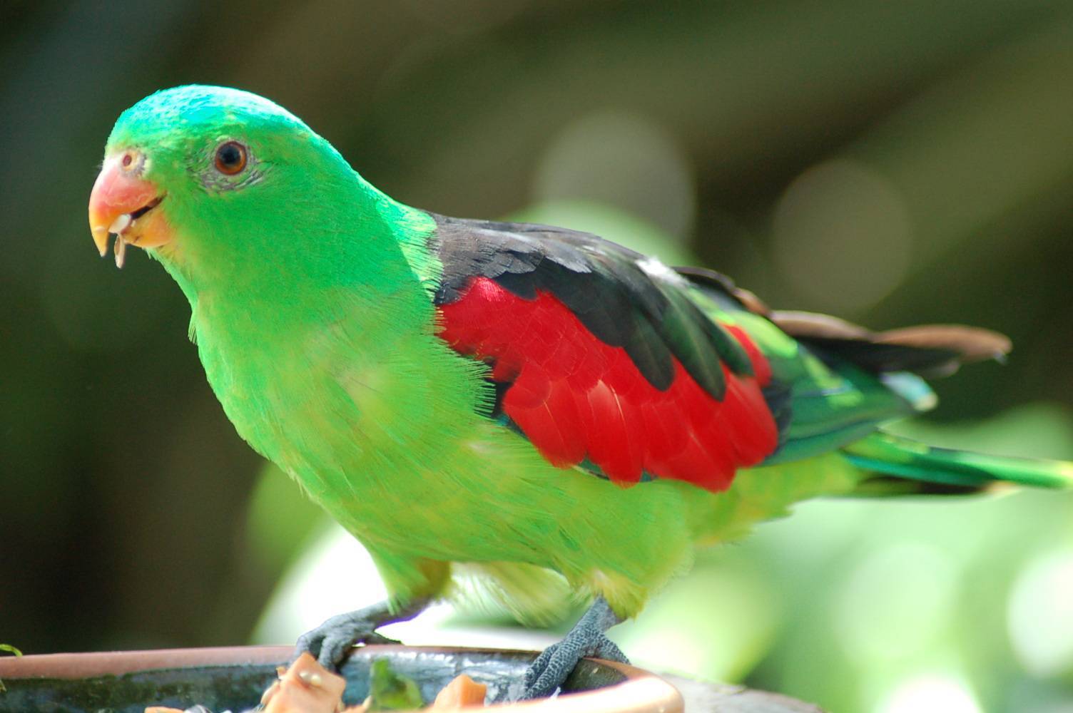 Кольчатые попугаи: фото и описание, особенности содержания, образ жизни и интересные факты