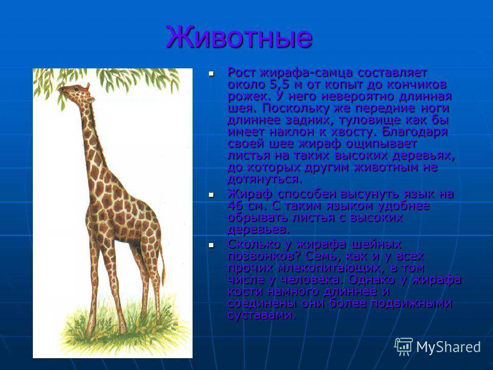 Почему у жирафа длинная шея и синий язык?