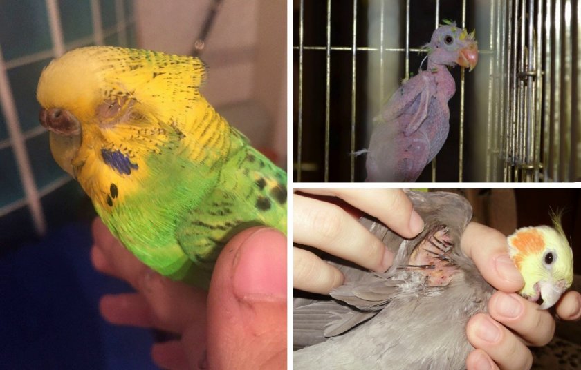 Можно ли заразиться от волнистого попугая болезнями и чем?