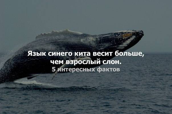 10 самых больших китов в мире