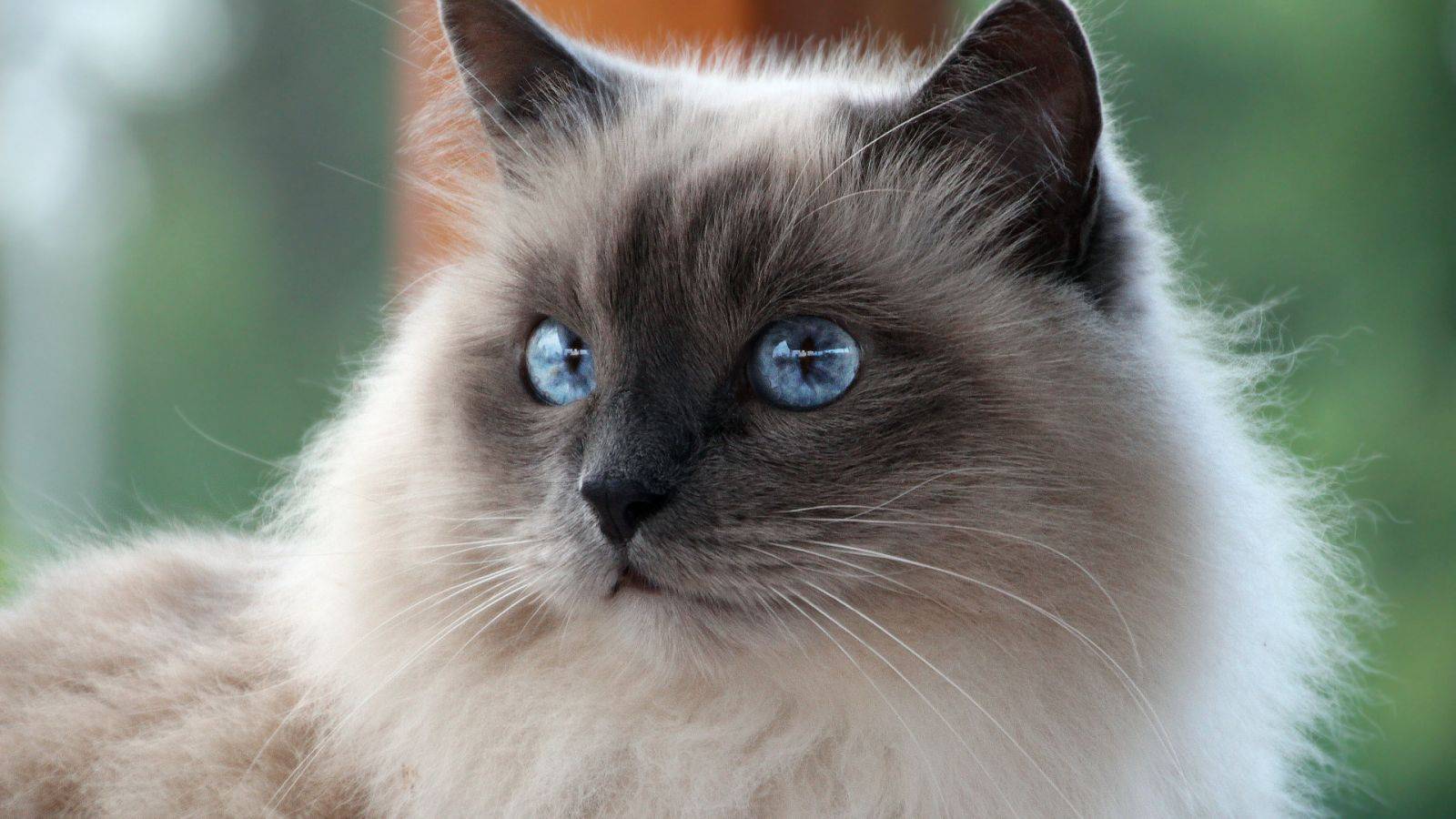 Белые кошки с голубыми глазами: фото кота и разновидности пород подобной внешности, уход за питомцами и их содержание