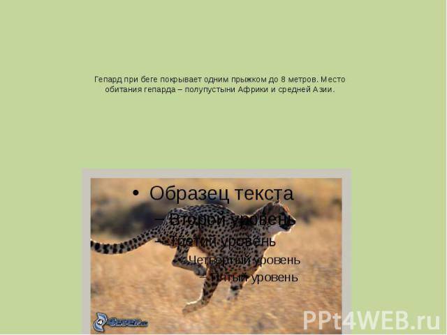 Гепард (acinonyx jubatus): фото, виды, интересные факты
