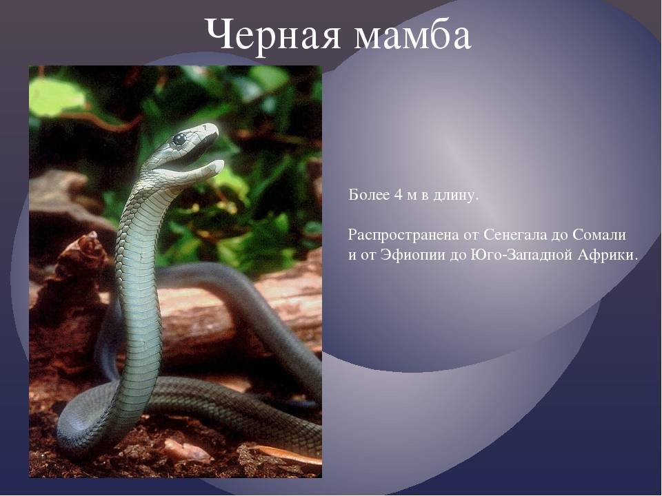 Мамба — самая ядовитая змея (чёрная, зелёная): как выглядит, где обитает, укус, скорость, фото и описание, видео