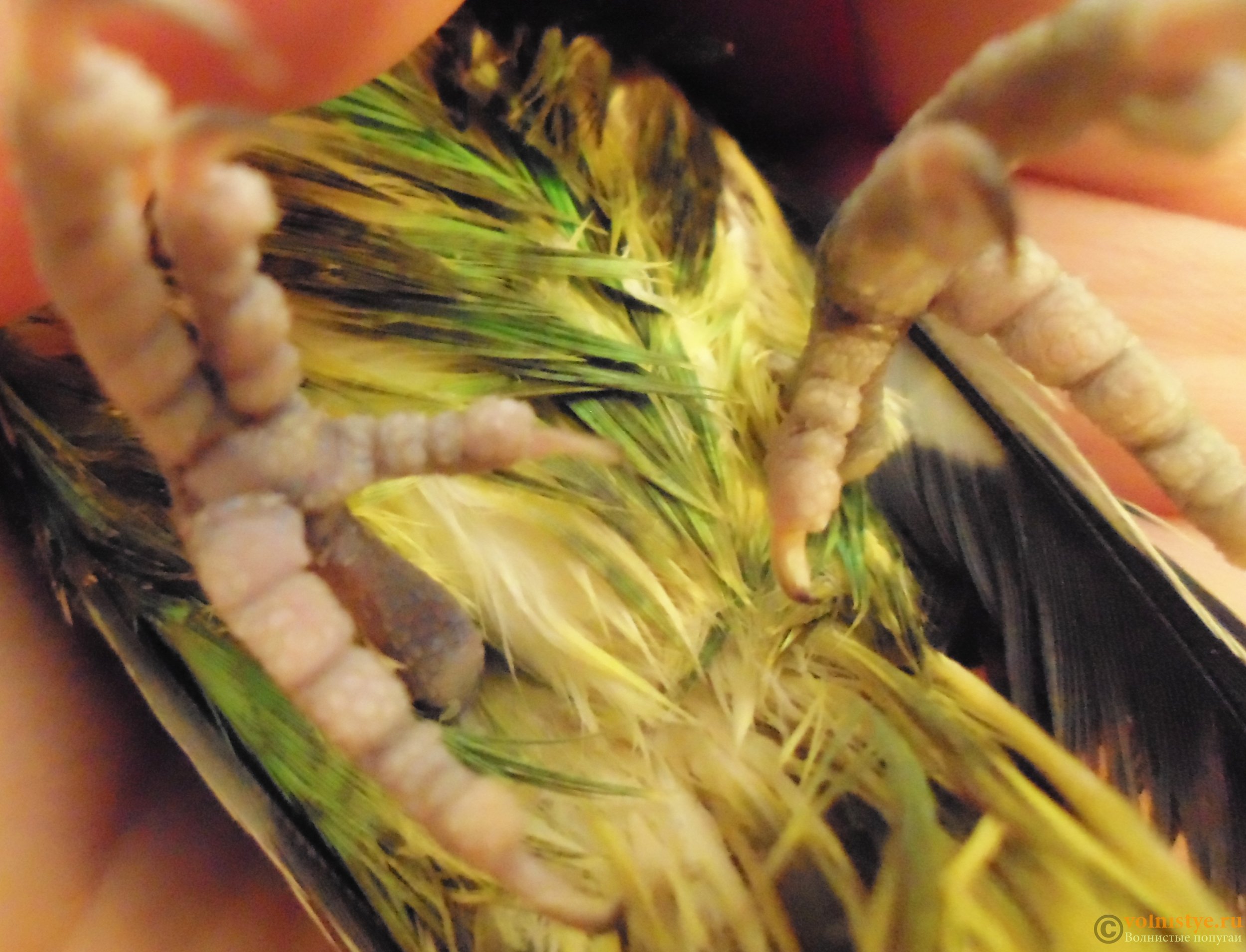 Почему попугай чихает: причины, последствия, лечение