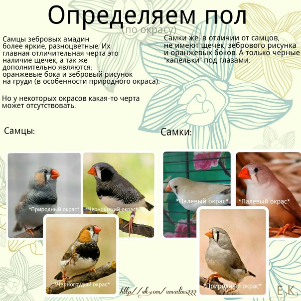 Как определить пол птицы амадины