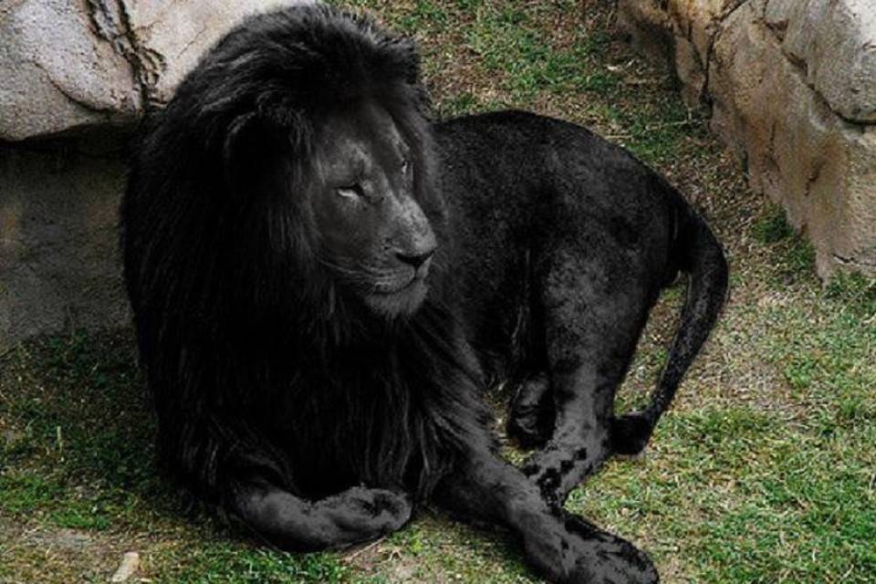 Есть ли черные львы. существует ли в природе черный лев? где и как живут львы