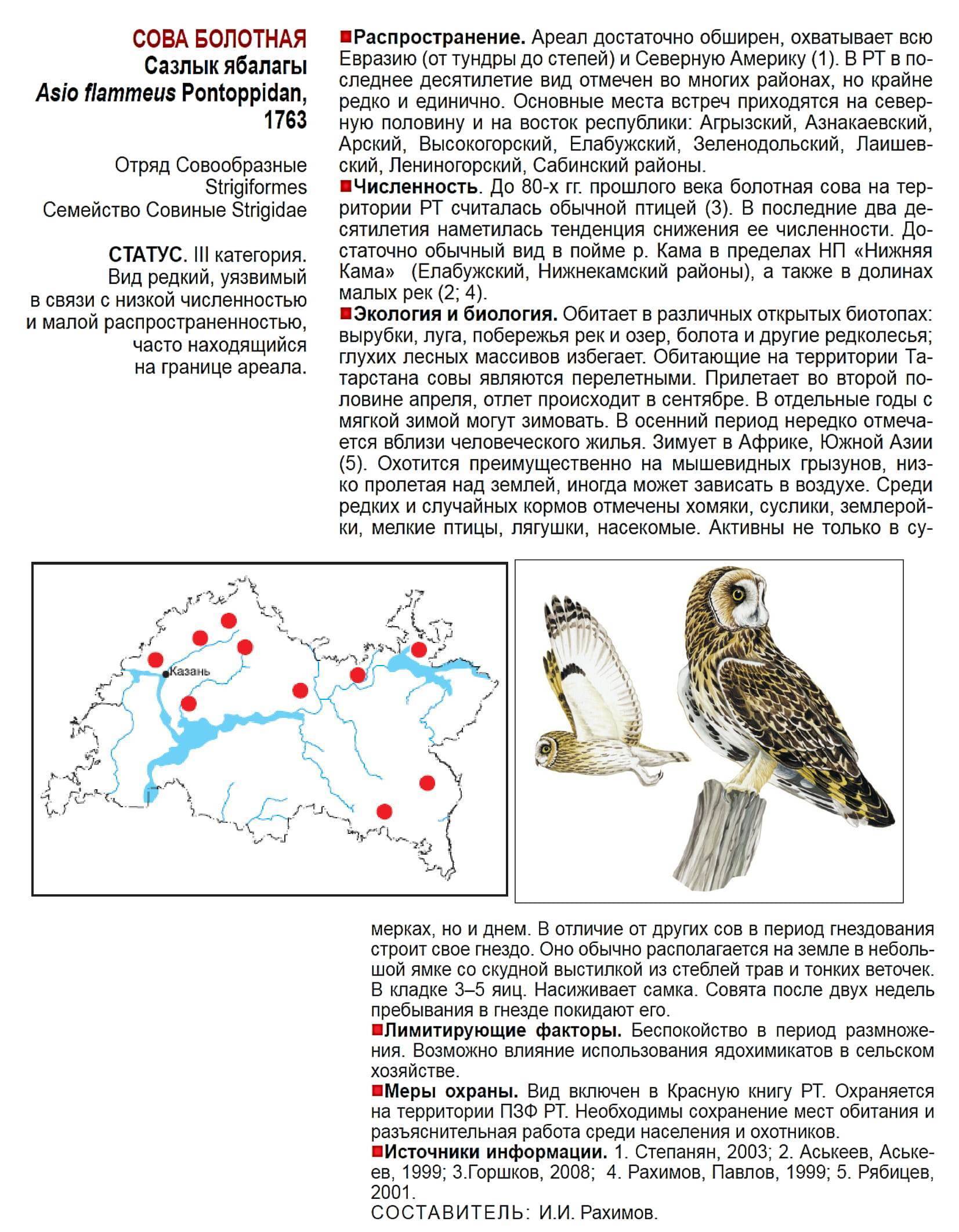 Ушастая сова – фото и описание, красная книга, где обитает, питание, птенцы