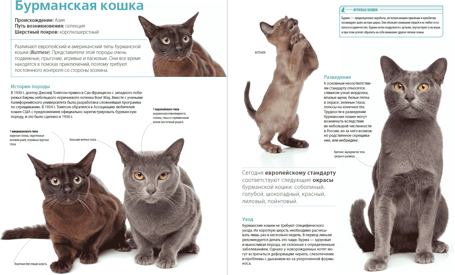 Как определить породу кошки по окрасу и другим внешним признакам