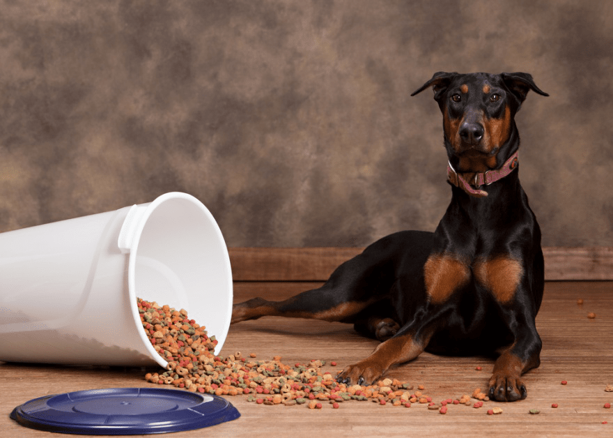 Как кормить натуралкой добермана щенка