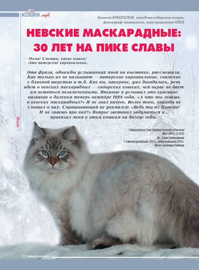 Сибирский кот: пушистый великан с независимым характером