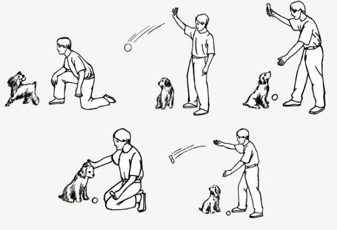 ᐉ как научить собаку лежать - ➡ motildazoo.ru