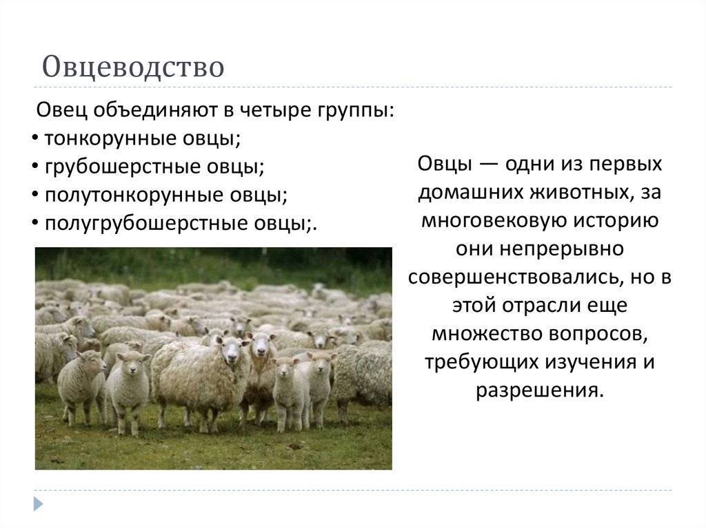 Овцеводство — способ хорошо заработать