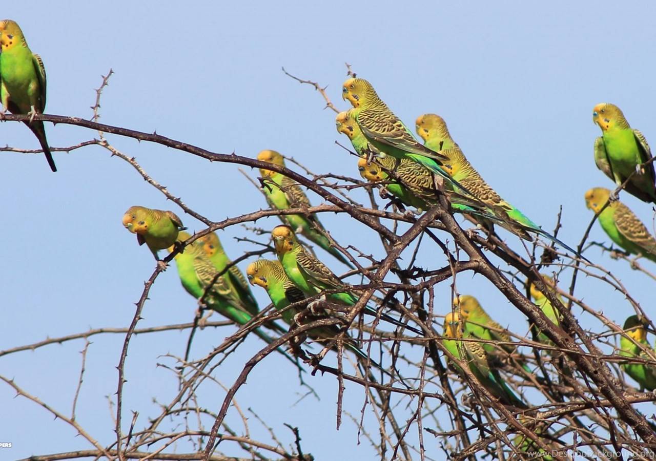 Сколько живут волнистые попугаи, что влияет на продолжительность жизни пернатого в домашних условиях и в дикой природе