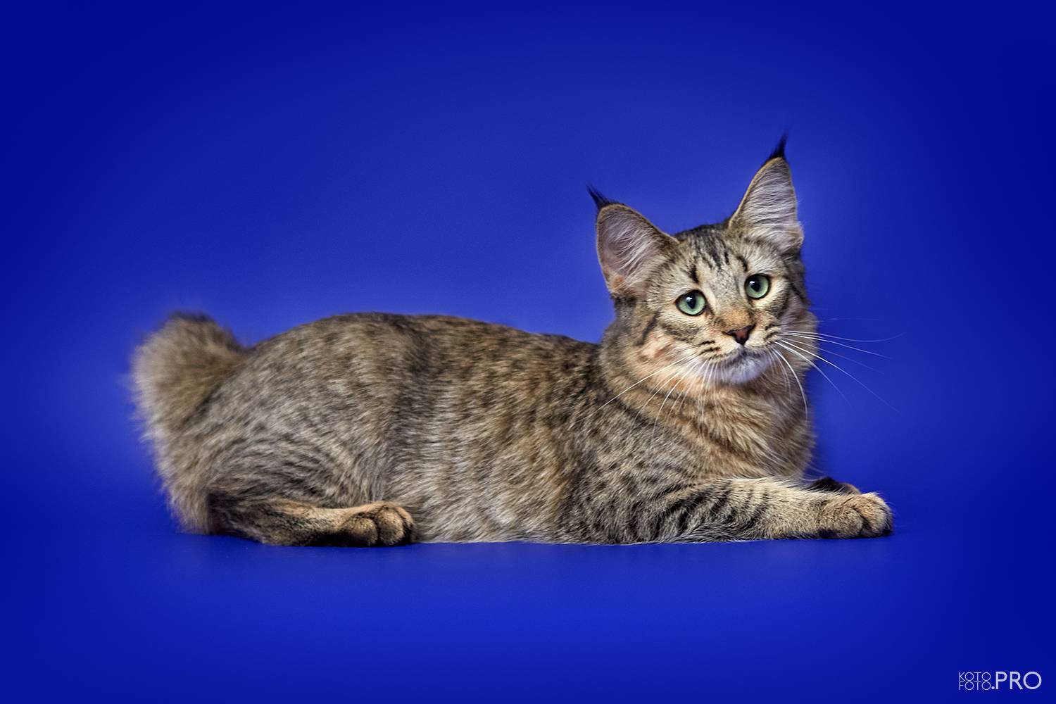 Пиксибоб кошка: описание породы, характер, сколько стоит котенок пиксибоб