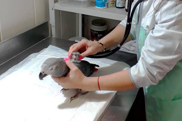 Лечение попугая в домашних условиях. ветеринарный уход за больной птицей