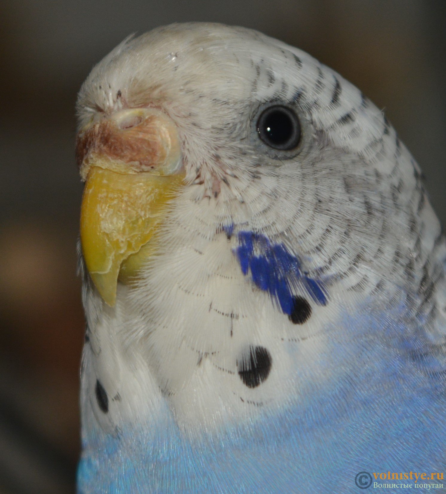 Бывают ли блохи у волнистых попугаев и как с ними бороться