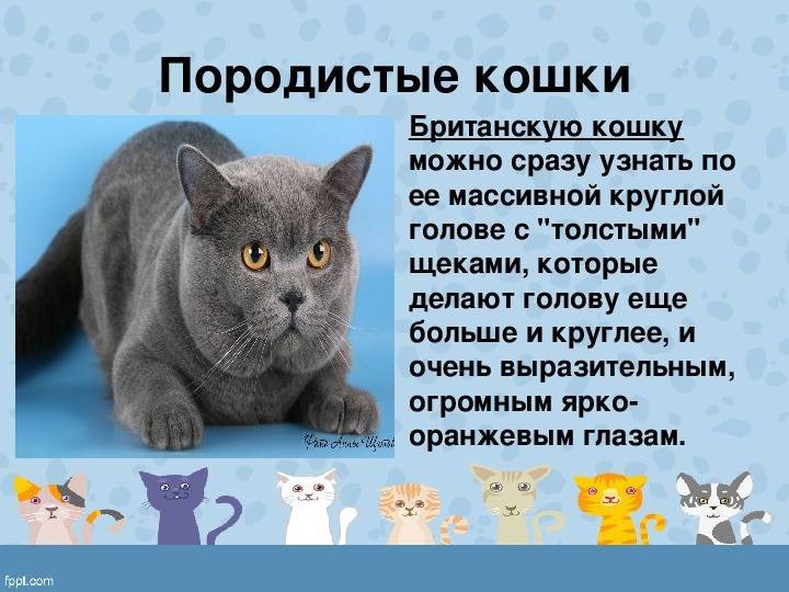 К чему появляется котенок дома: приметы и поверья о кошках, котах и котятах
к чему появляется котенок дома: приметы и поверья о кошках, котах и котятах