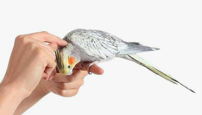 Как быстро приручить попугая кореллу к рукам