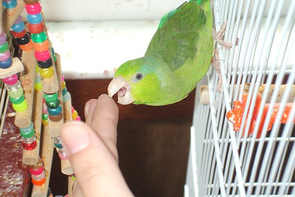 Как отучить попугая кусаться - проверенные способы