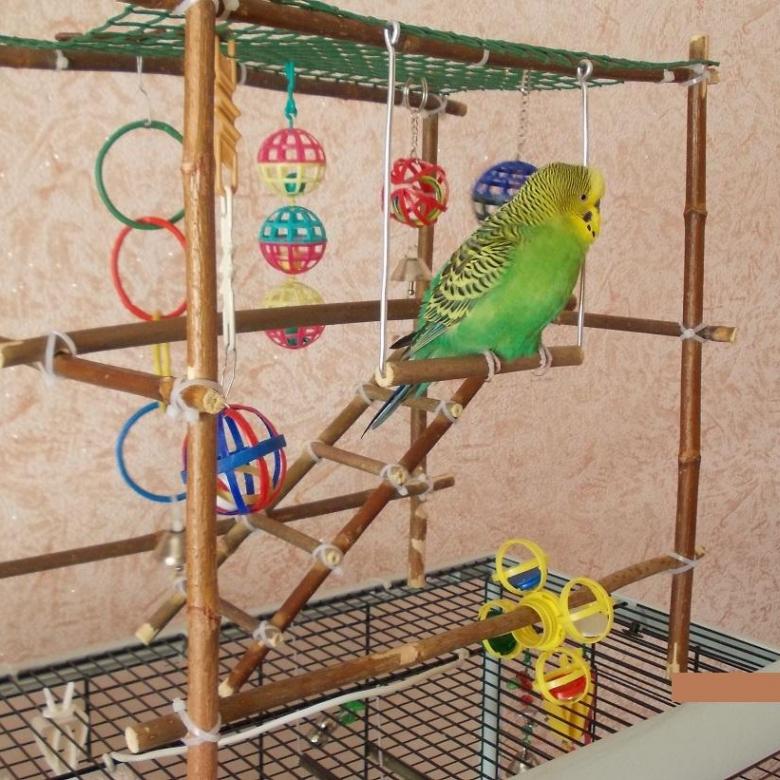 Как обустроить клетку для волнистого попугая