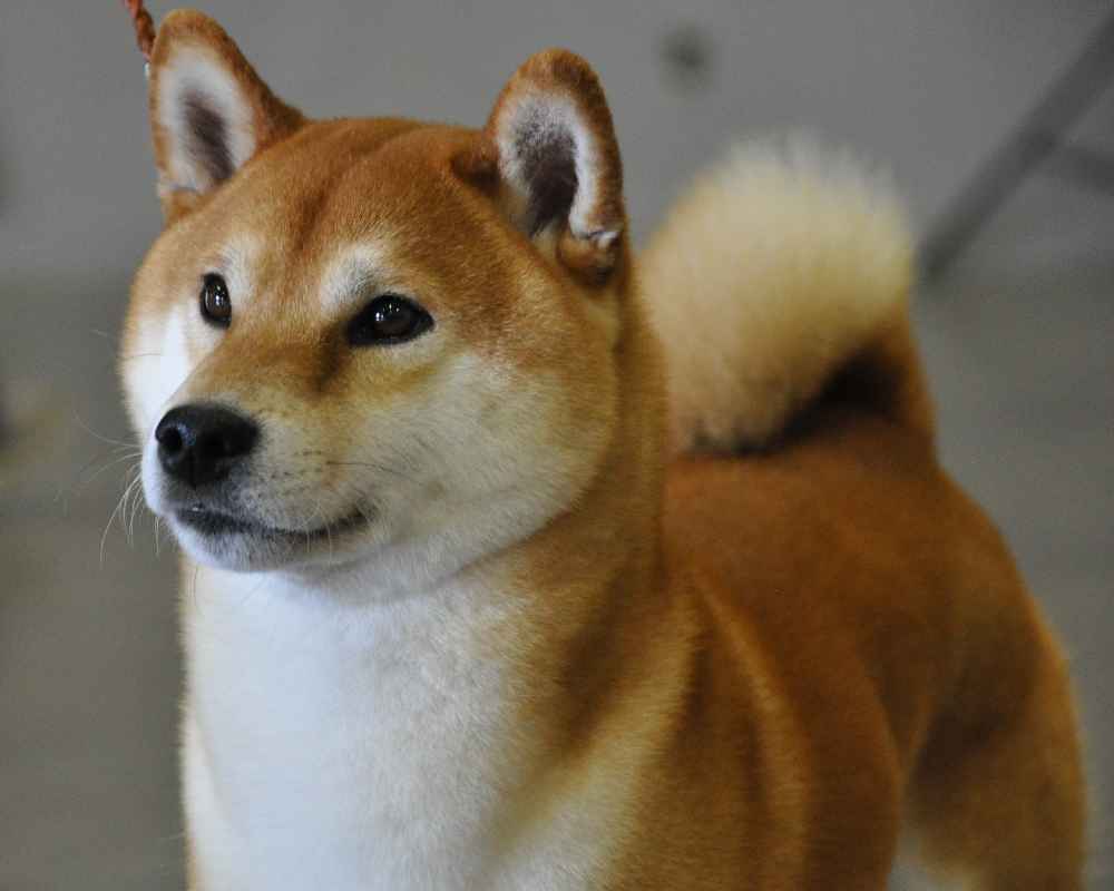 Сиба-ину: описание, характер породы, японская порода собак