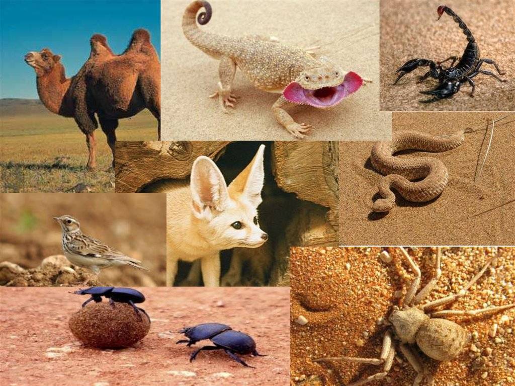 Пустыни и полупустыни — климат, животный мир и растительность | science-pop