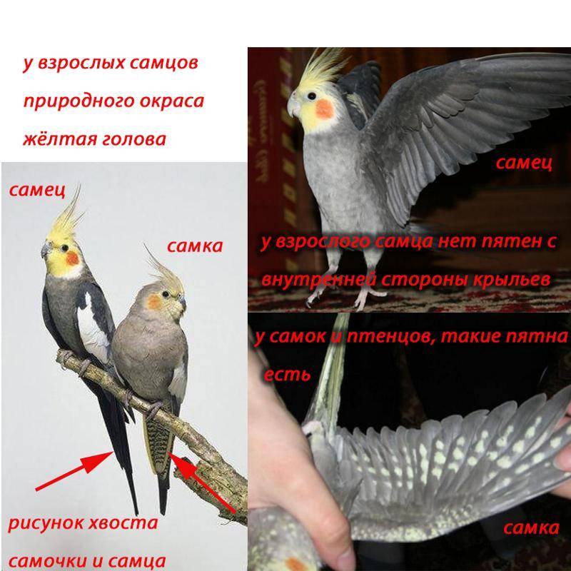 Как можно определить возраст попугая кореллы
