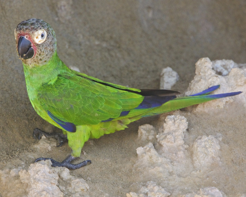 Самые известные средние виды попугаев