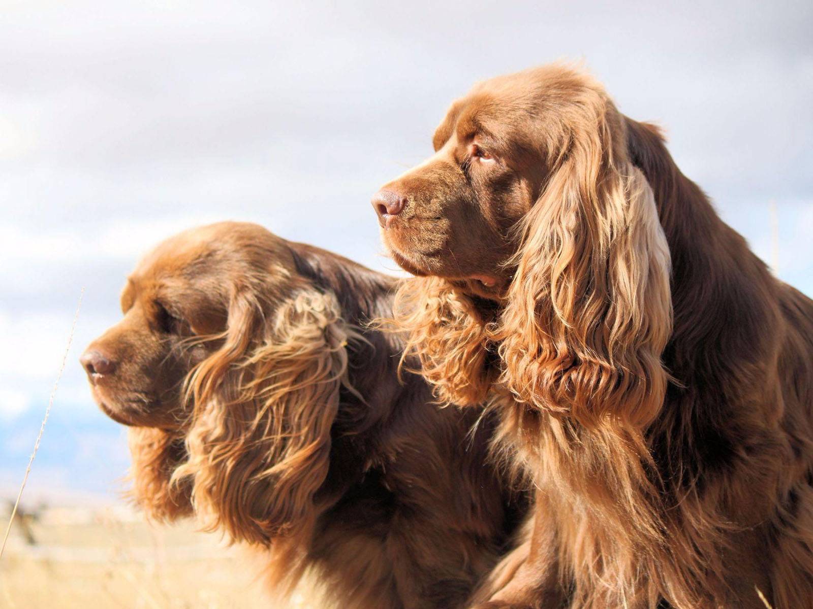 Кокер-спаниель: как выглядит английский питомец на фото, характеристика породы и описание, а также сколько живут собаки