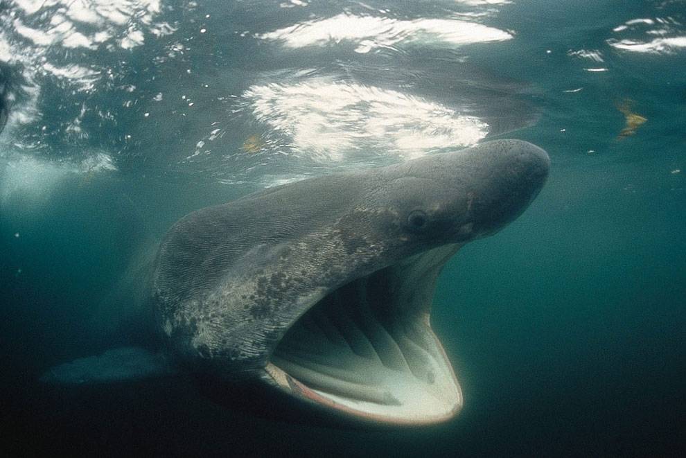 Топ 10 — самые большие акулы в мире