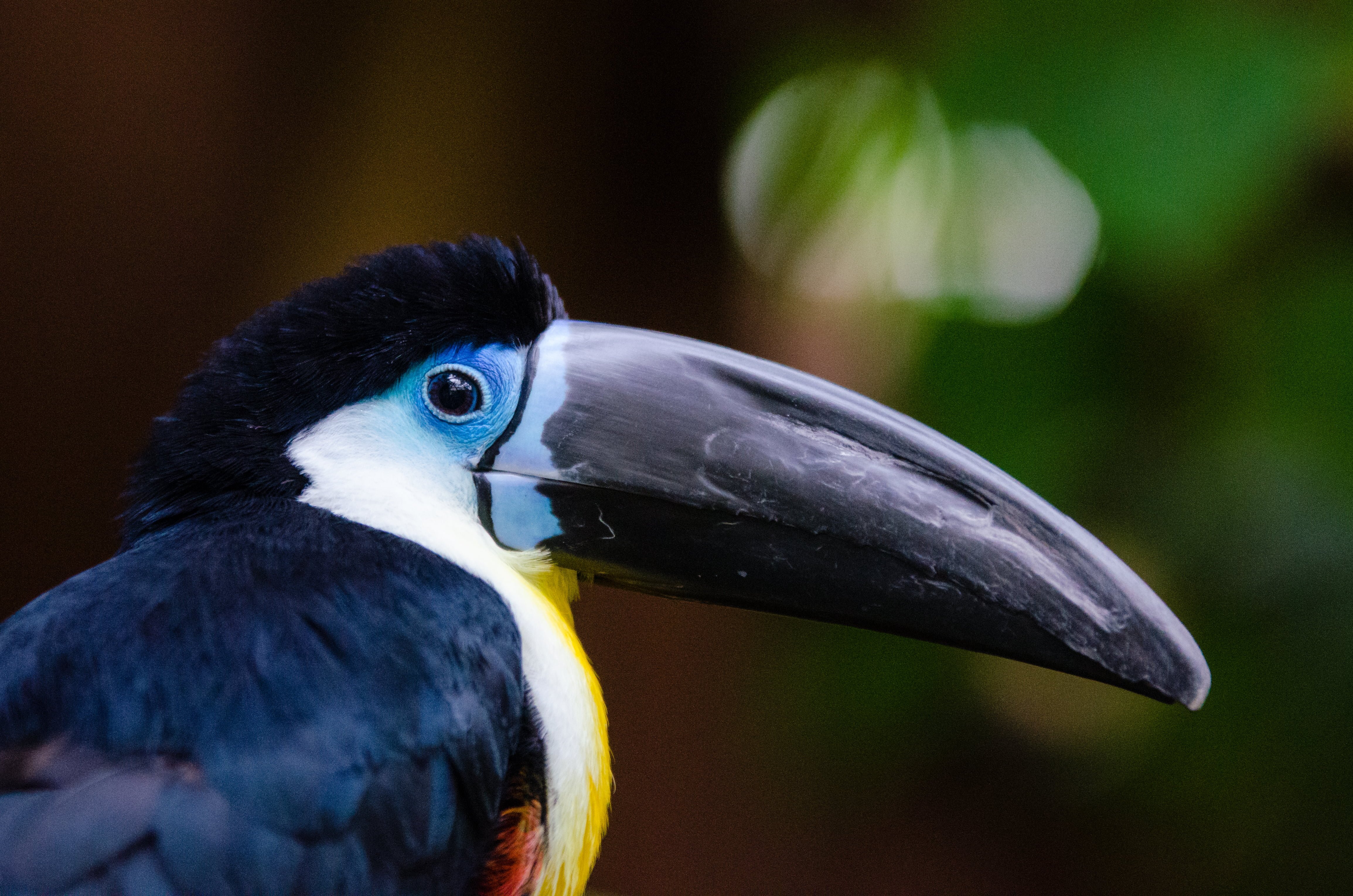 Тукан - чудо природы: чего мы не знаем об этих птицах?