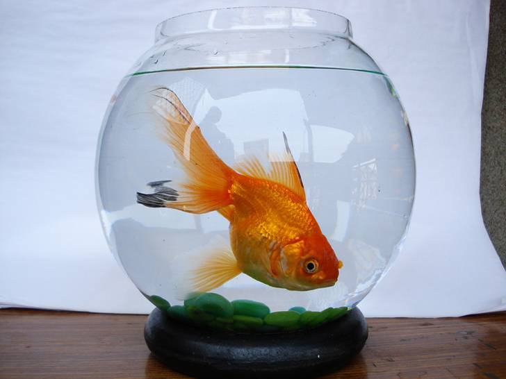 Золотые рыбки в аквариуме: виды, описание с фото, содержание, уход
