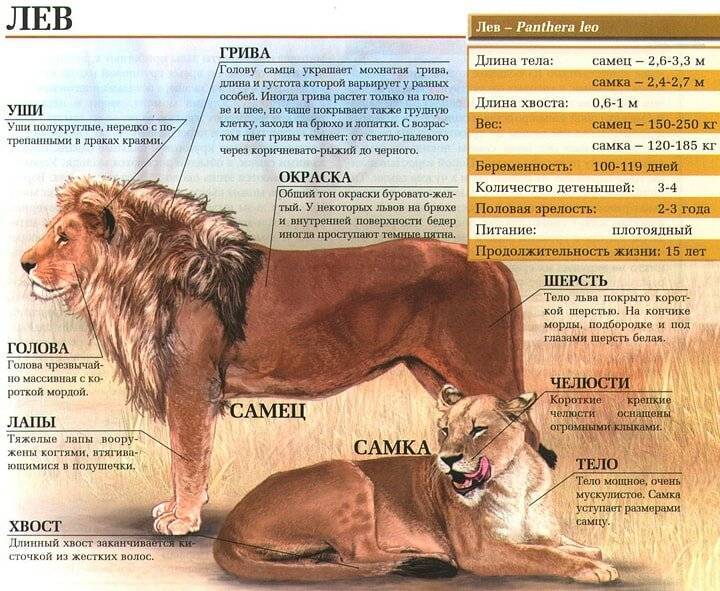 Африканский лев: описание, сколько весит, виды, среда обитания