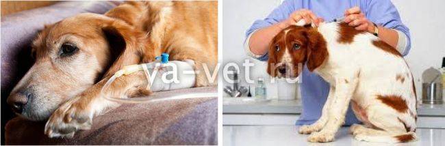 Как лечить лептоспироз у собак