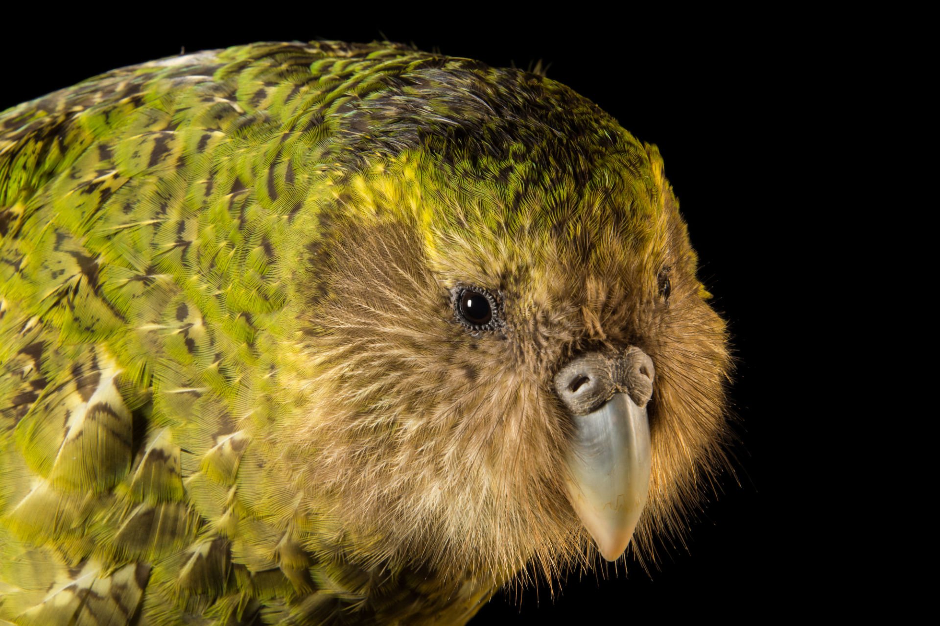 Совиный попугай какапо: нелетающий, ночная птица похожая на сову из новой зеландии, фото
